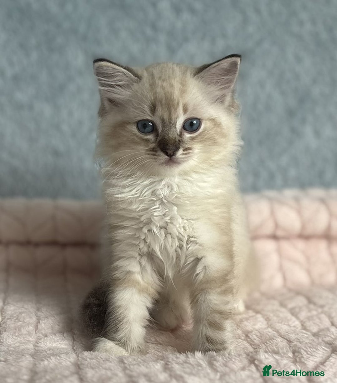 Ragdoll cats for sale: Three beautiful Ragdoll Ready to Leave 20/12/2025  - Advert 15