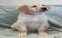 Golden Retriever dogs for sale: Quality Litter Of KC Reg Golden Retriever Puppies  - Image 39