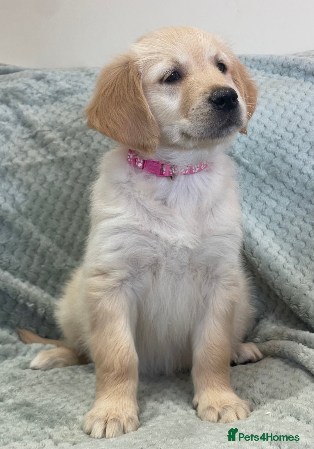 Golden Retriever dogs for sale: Quality Litter Of KC Reg Golden Retriever Puppies  - Image 39