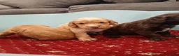 Cockapoo dogs for sale: Outstanding F1 cockapoo - Advert 3