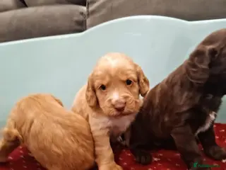 Cockapoo dogs Outstanding F1 cockapoo - Advert 4