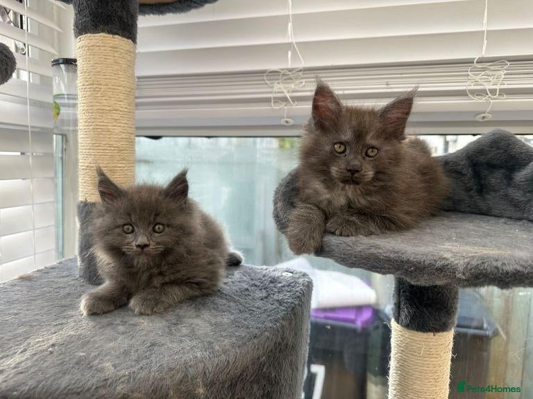 Maine Coon cats Beautiful Maine coon Kittens Available - Advert 11