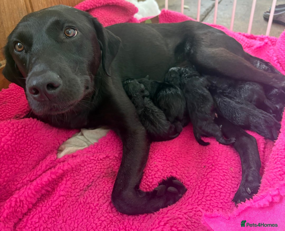 Labrador Retriever dogs for sale: Health tested KC Registered Labrador Puppies  - Image 4