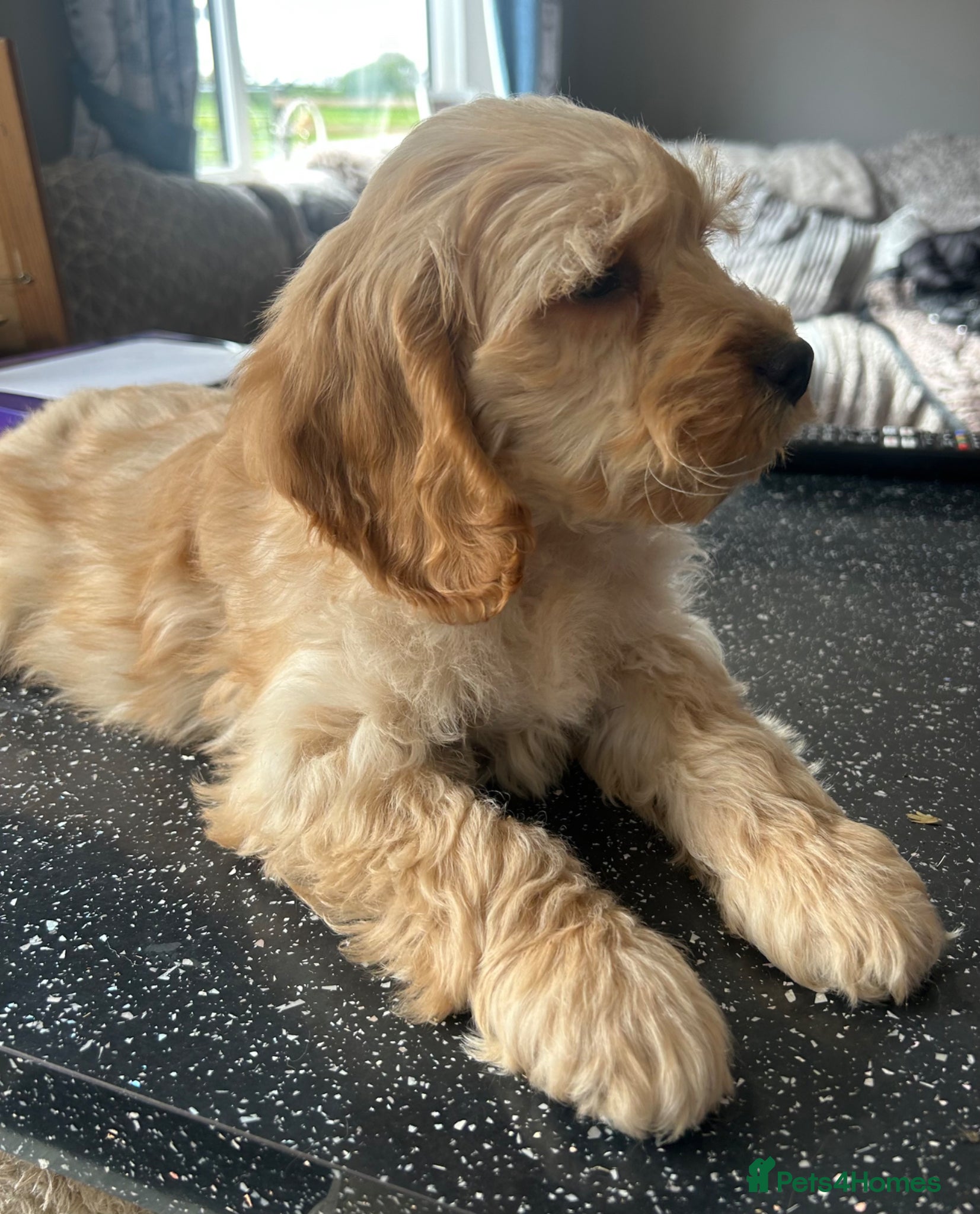 Cockapoo dogs Beautiful F1 Cockapoo puppies - Advert 13