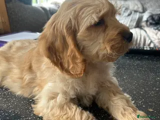 Cockapoo dogs Beautiful F1 Cockapoo puppies - Advert 13