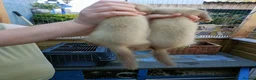 Ferret rodents for sale: Beautiful Ferret Kits for sale  - Advert 9