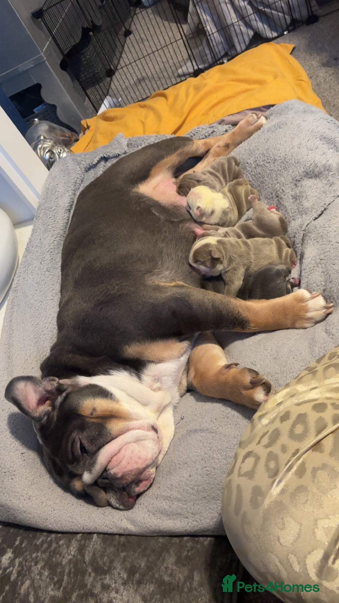 English Bulldog dogs for sale: 4 beautiful strong puppies - Advert 2