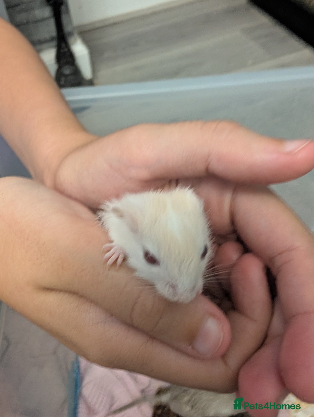 Gerbil rodents for sale: Baby gerbils - Image 3