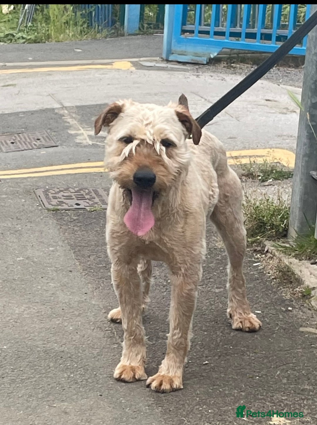 Soft Coated Wheaten Terrier dogs for sale: Irish Wheaton terrier  - Image 11