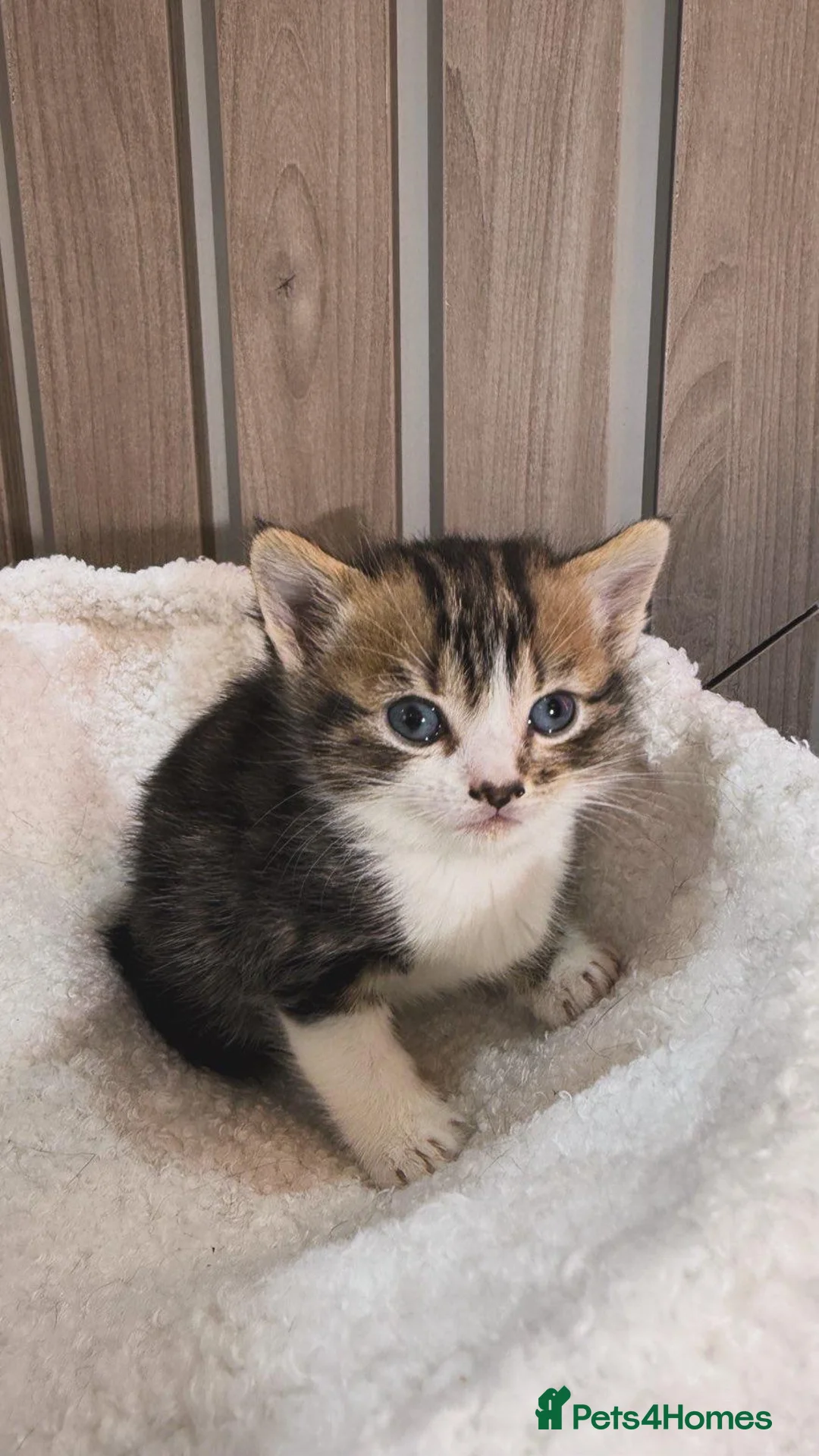 Bengal cats for sale: Bengal kitten - Advert 1