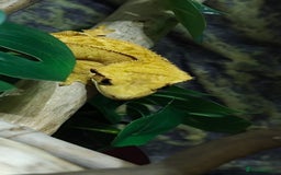 Gecko reptiles for sale: 2x crested gecko in Exoterra vivarium Sheffield - Image 7