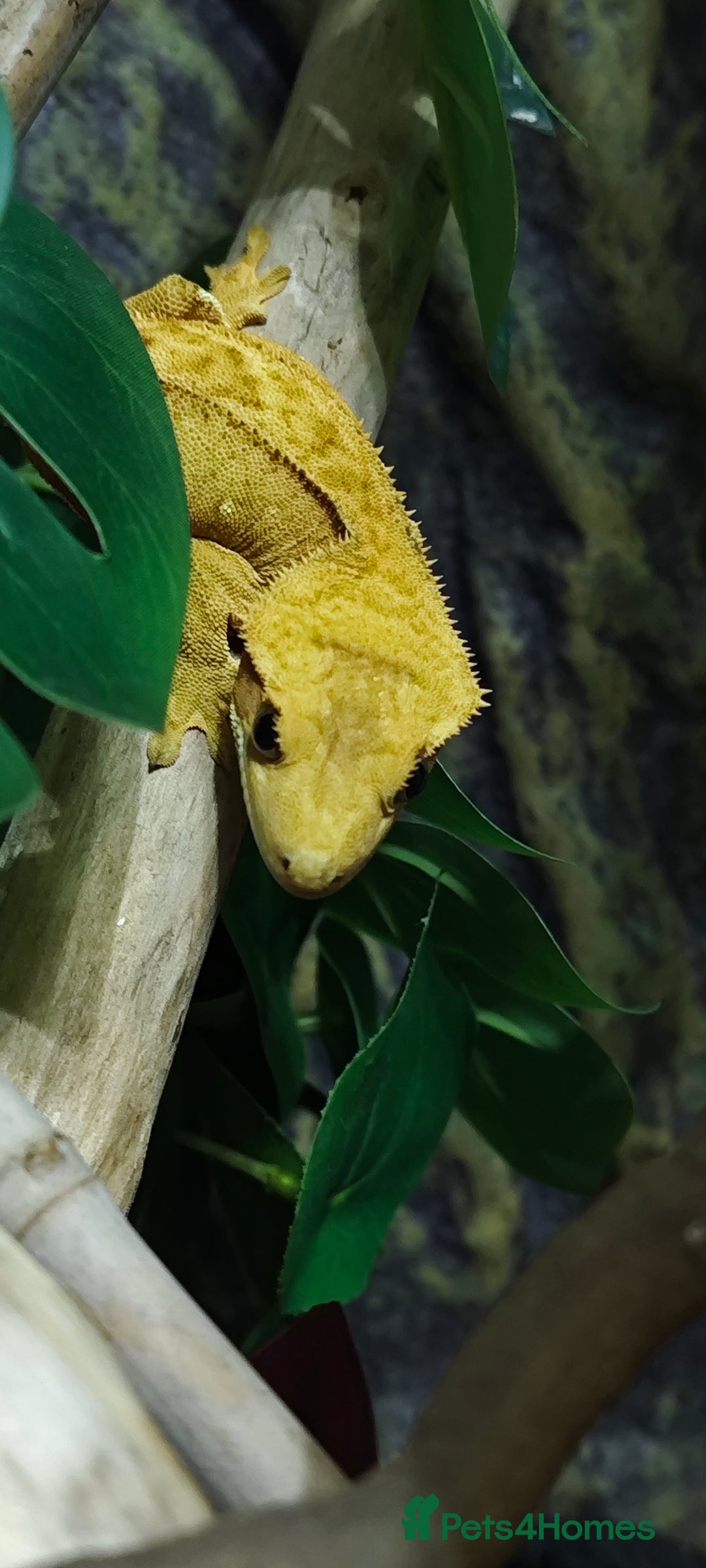 Gecko reptiles for sale: 2x crested gecko in Exoterra vivarium Sheffield - Image 7