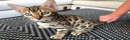 Bengal cats for sale: 🌟 READY 28 JAN - EXCEPTIONAL BENGAL KITTENS 🌟 - Advert 5