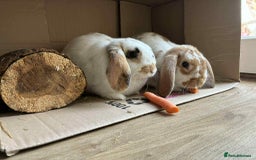 Mini Lop rabbits for sale: Two five month old mini lops  - Image 1