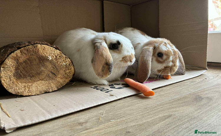 Mini Lop rabbits - Advert 9