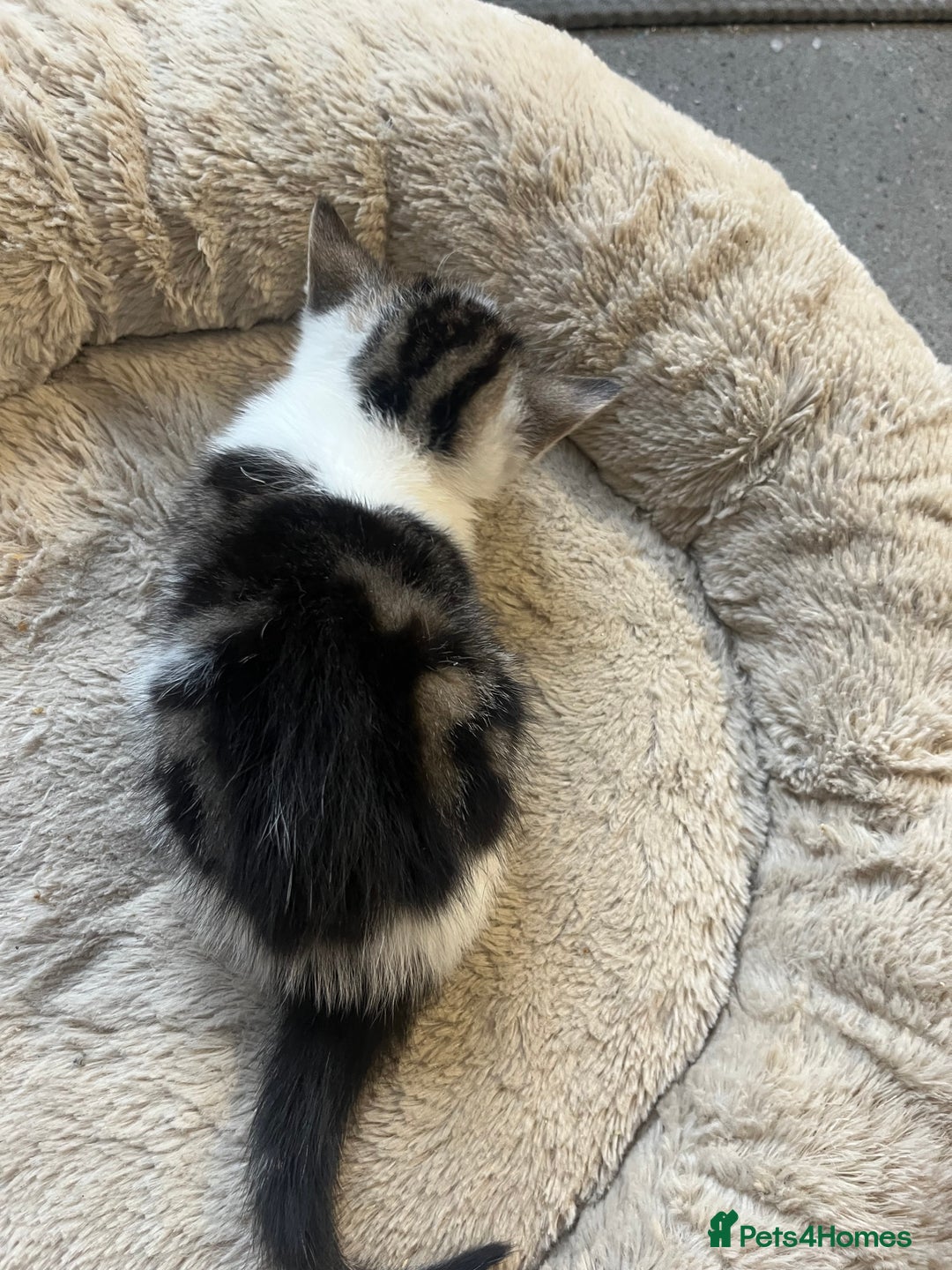 Mixed Breed cats for sale: 2 Adorable 8 week old kittens - Advert 7