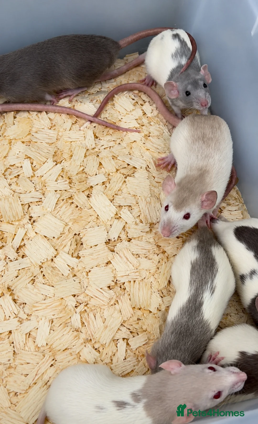 Rat rodents for sale: Dumbo rats for sale  - Advert 2