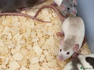 Rat rodents Dumbo rats for sale - Advert 2