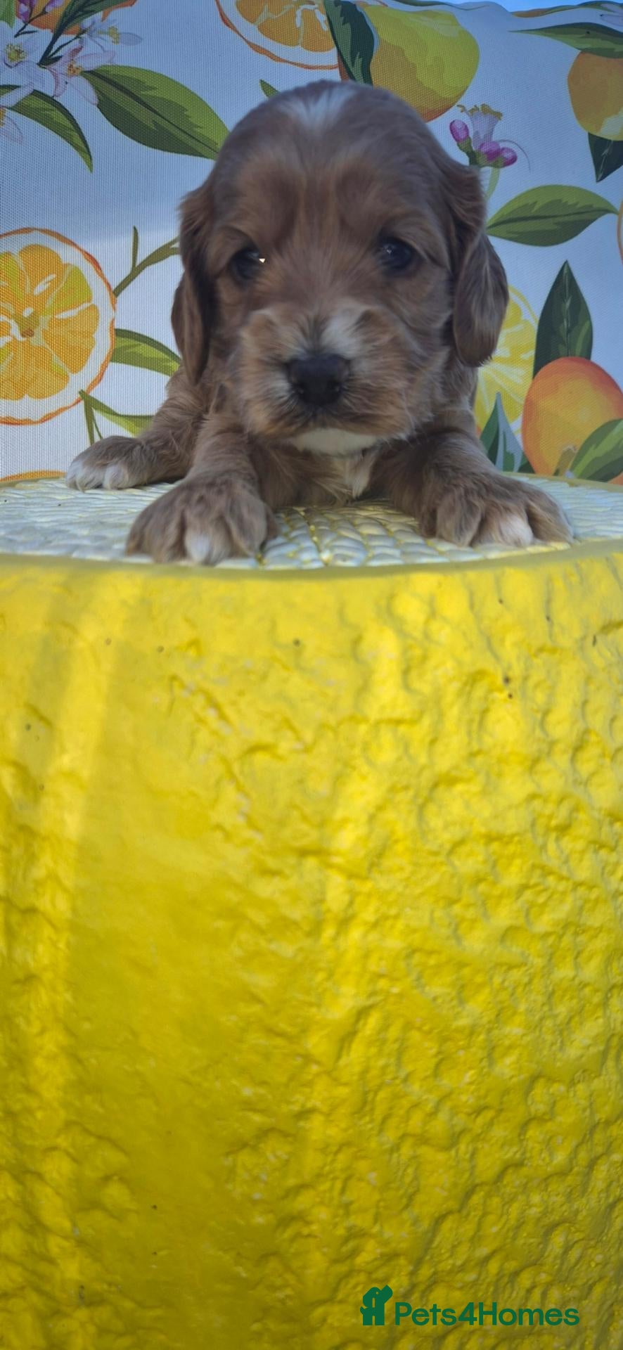 Cockapoo dogs F1 cockerpoos - Advert 7