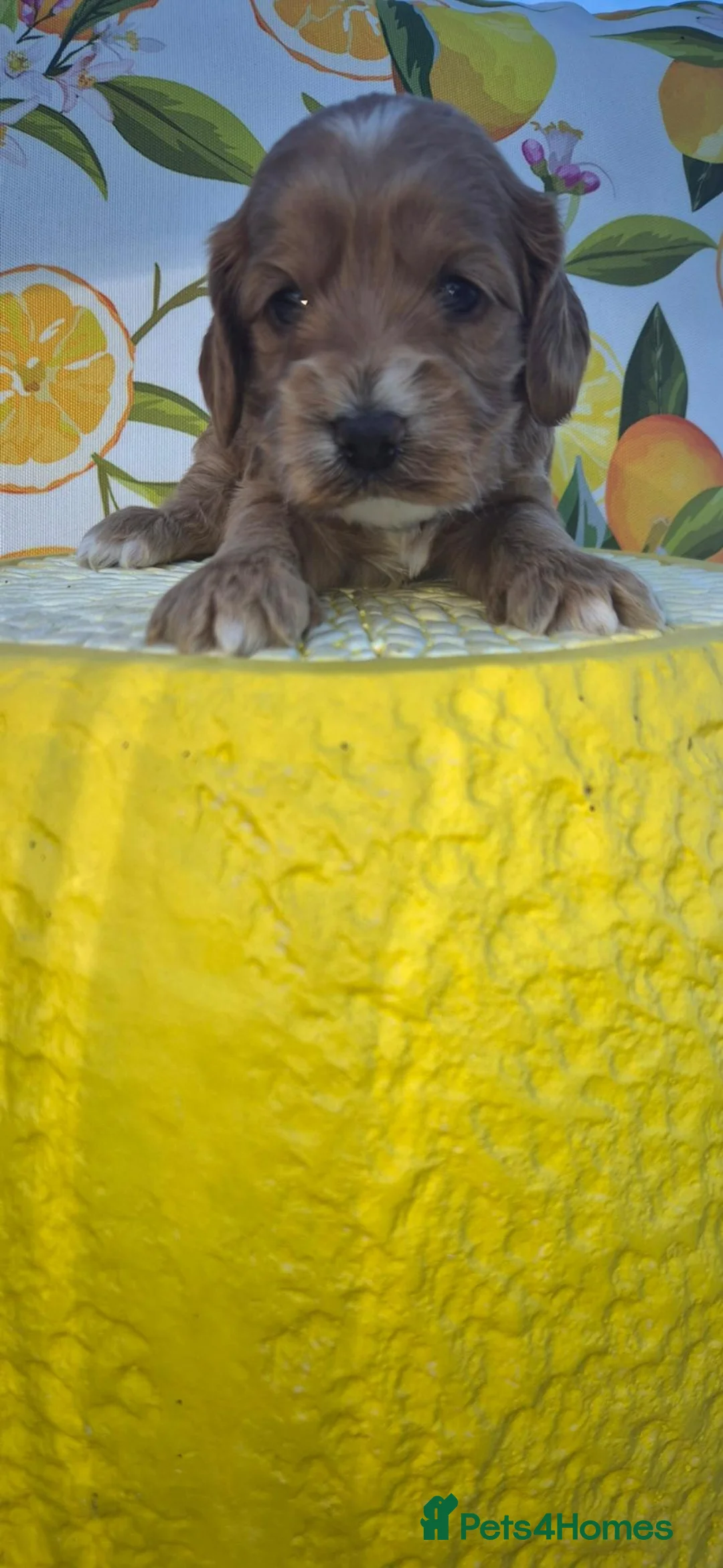 Cockapoo dogs for sale: F1  EXTENSIVELY HEALTH TESTED SHOW cockerpoos - Advert 1