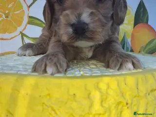 Cockapoo dogs F1 EXTENSIVELY HEALTH TESTED SHOW cockerpoos - Advert 1