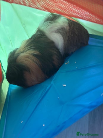 Guinea Pig rodents - Advert 4