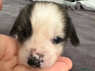 Chinese Crested dogs Chinese crested Hairy hairless males - Advert 2