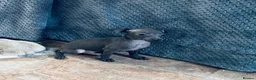 Italian Greyhound dogs for sale: BEAUTIFUL ITALIAN GREYHOUND PUPPIES  - Advert 15