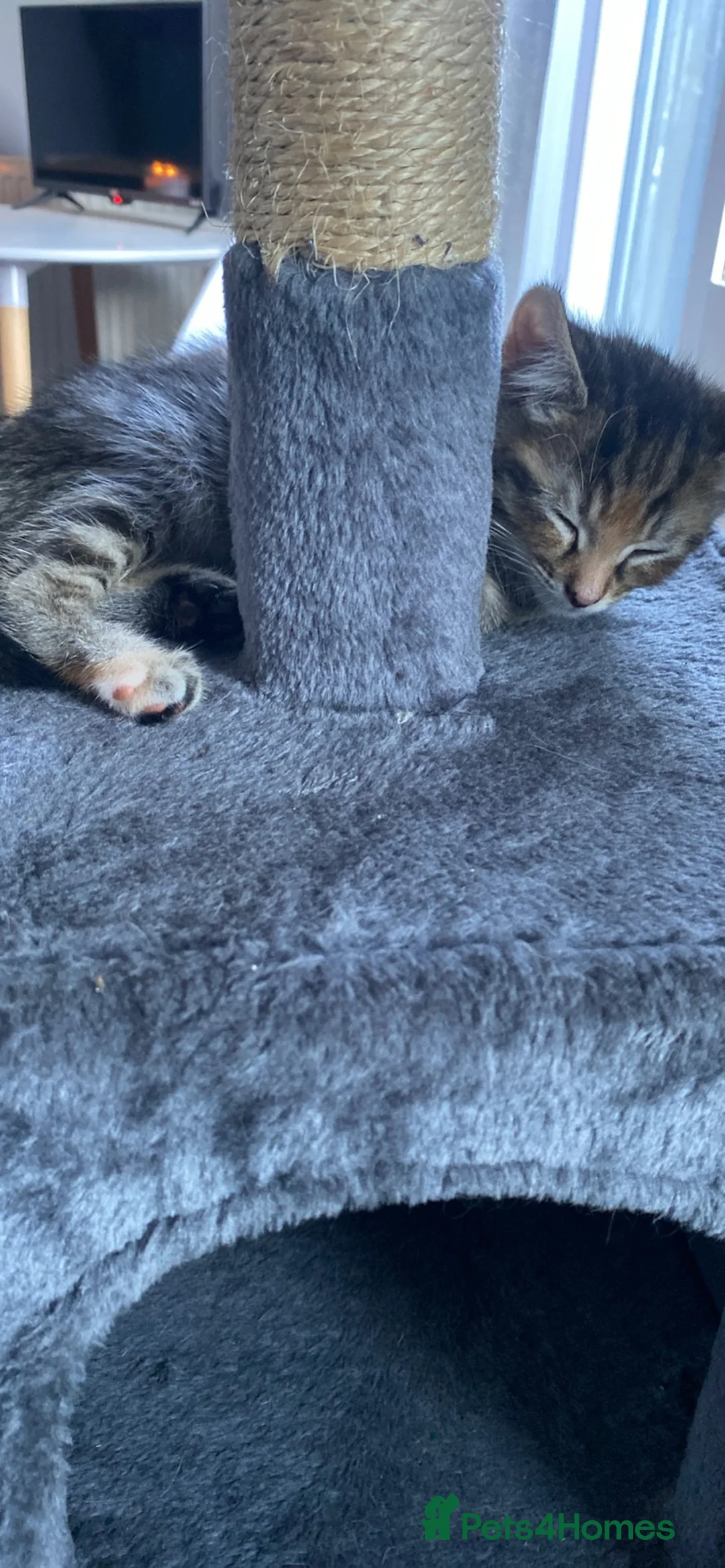 Mixed Breed cats for sale: Kittens looking for new loving homes in Harlow - Advert 2