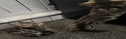 Mixed Breed cats for sale: 2 beautiful tabby kittens  - Advert 9