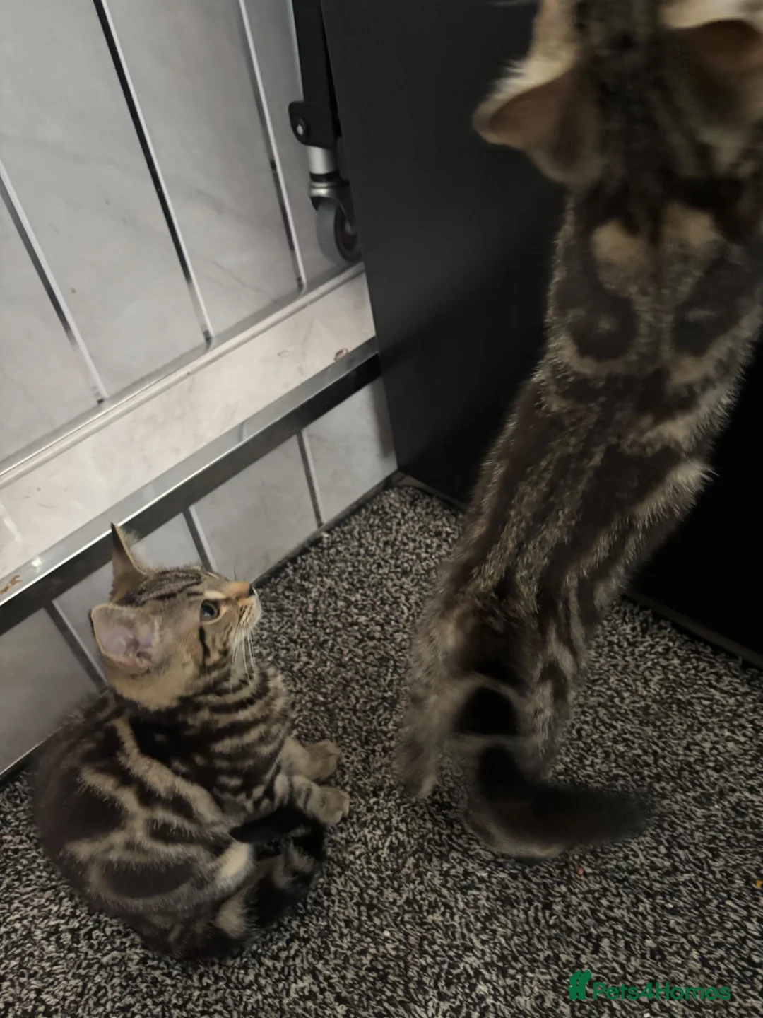 Mixed Breed cats for sale: 2 beautiful tabby kittens  - Advert 9