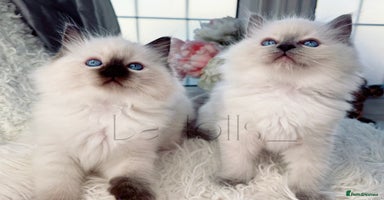 Ragdoll cats - Advert 8