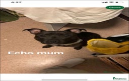 Staffordshire Bull Terrier dogs for sale:  Unique Classic Markings - Image 14