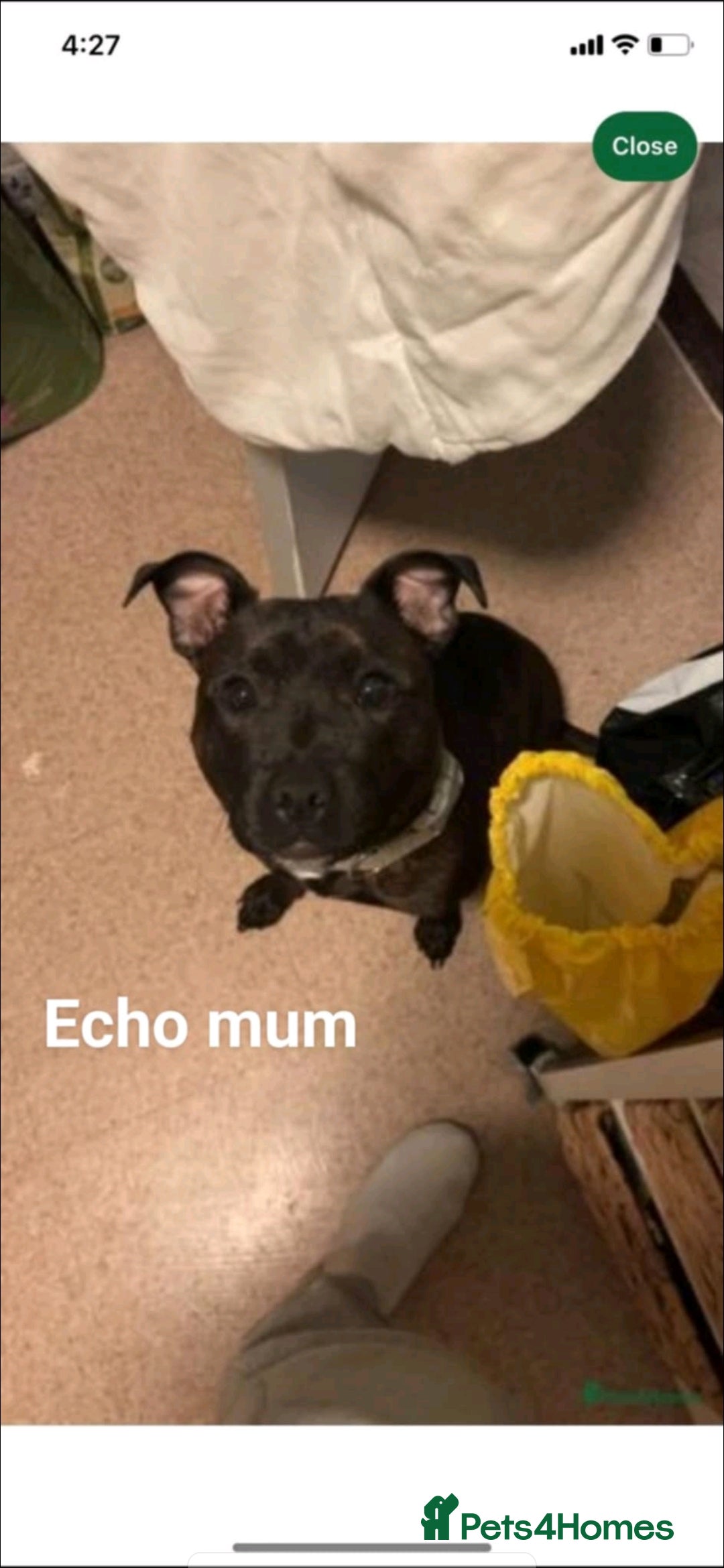 Staffordshire Bull Terrier dogs for sale:  Unique Classic Markings - Image 14