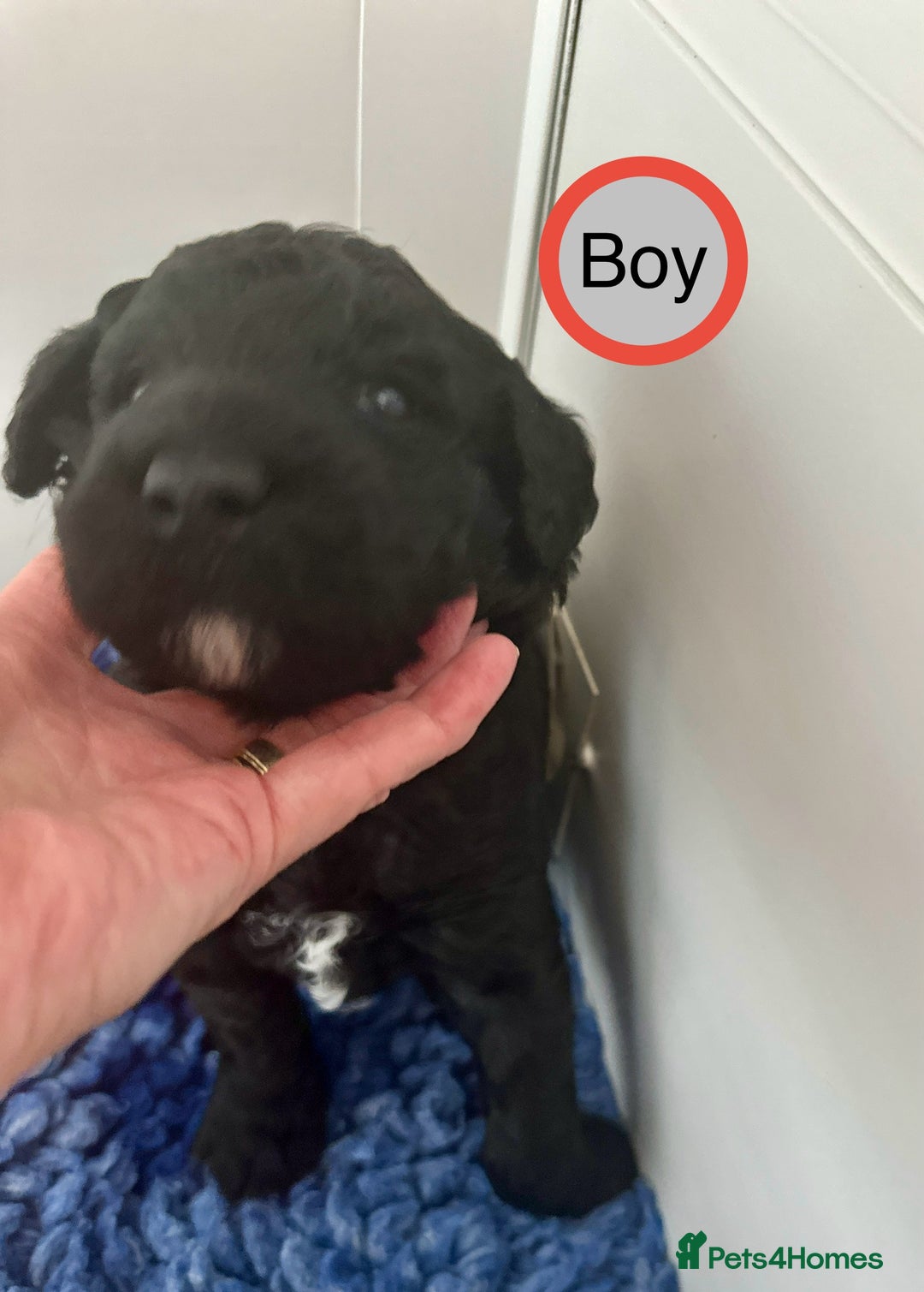 Goldendoodle dogs for sale: Standard Golden Sheepadoodle puppies - Image 12
