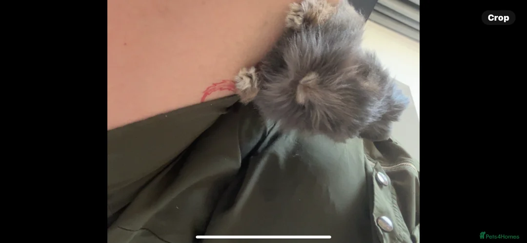 Lionhead rabbits for sale: Pure Lionhead  - Advert 2