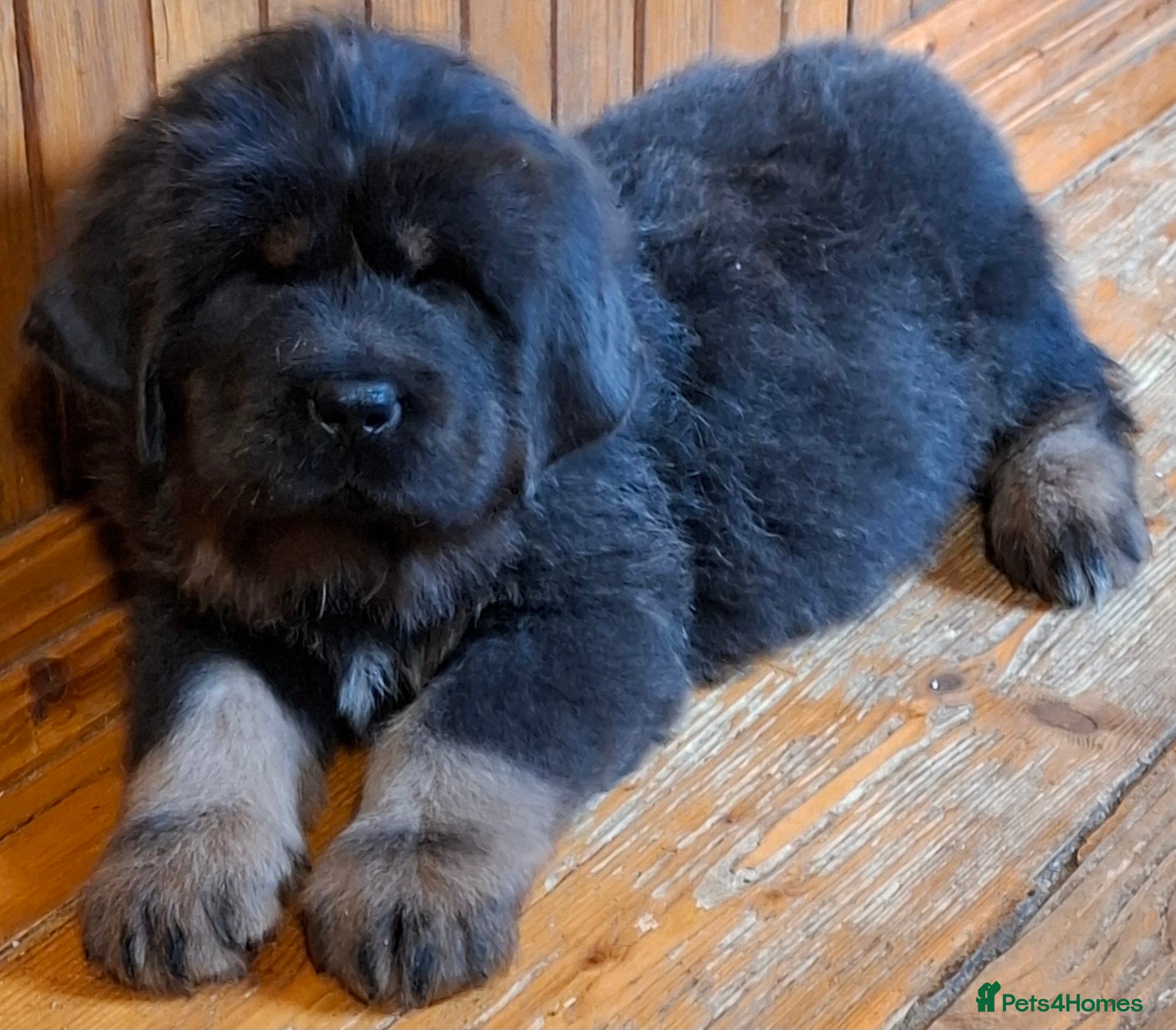 Tibetan Mastiff dogs Tibetan Mastiff - Advert 3