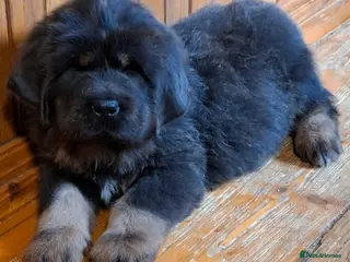 Tibetan Mastiff dogs Tibetan Mastiff - Advert 3