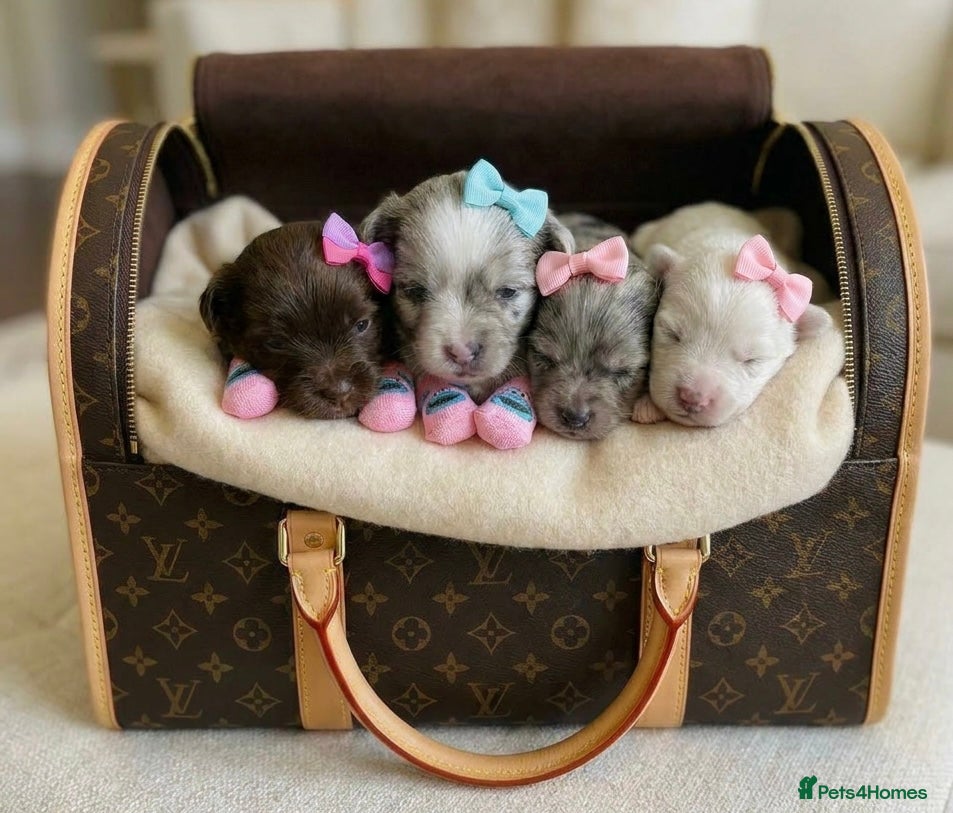 Pomeranian dogs ✨🐾1 Mini Pom Star Left🏆🐶🐾✨ - Advert 5