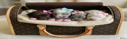 Pomeranian dogs for sale: ✨🐾1 Mini Pom Star Left🏆🐶🐾✨ - Advert 6