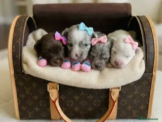 Pomeranian dogs ✨🐾1 Mini Pom Star Left🏆🐶🐾✨ - Advert 5