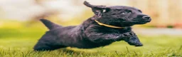 Labradoodle dogs for sale: Ready now! F2 Miniature double doodles - Advert 9