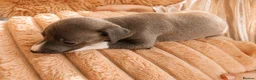 Italian Greyhound dogs for sale: 1 BOY LEFT Italian Greyhound Puppies - Advert 6