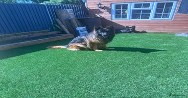German Shepherd dogs - Advert 11
