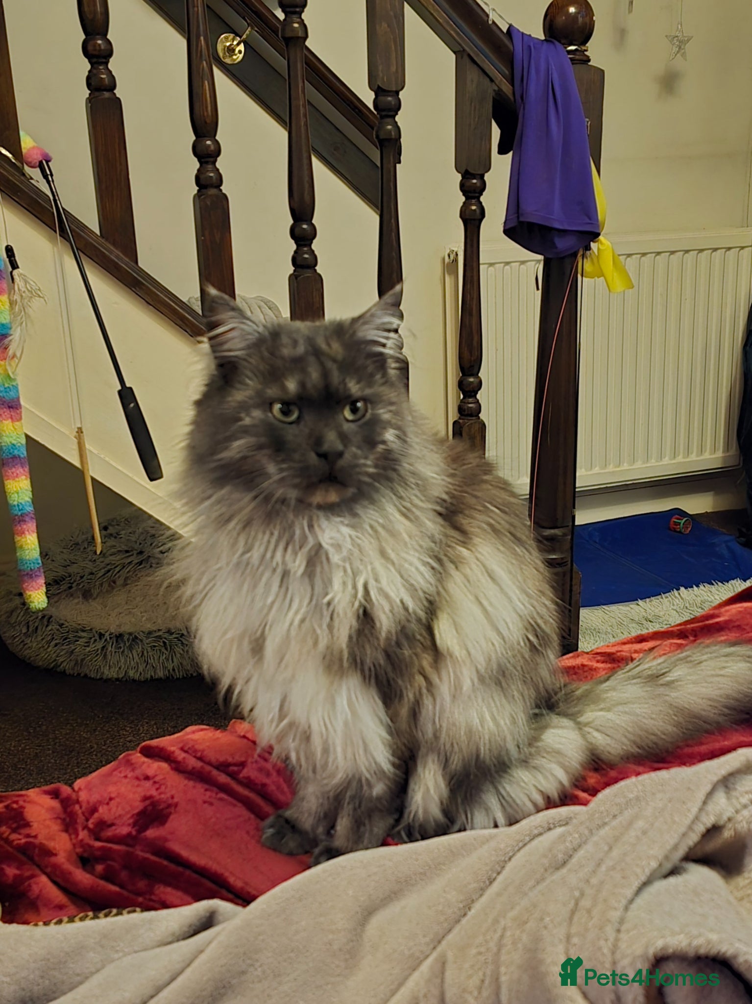 Maine Coon cats Active TICA registered Maine Coon Stud Smoke - Advert 4
