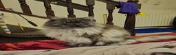 Maine Coon cats for stud: Active TICA registered Maine Coon Stud Smoke - Advert 1