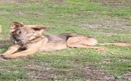 German Shepherd dogs for sale: German Shepherd girl  - Image 1