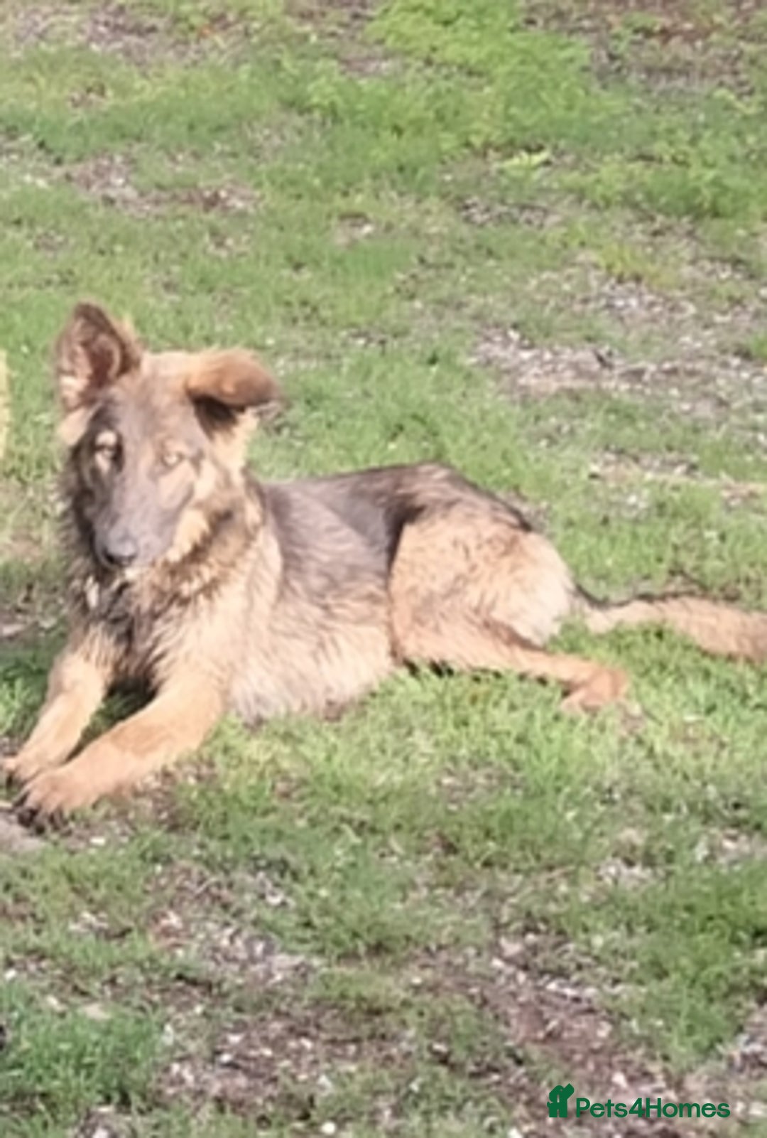 German Shepherd dogs for sale: German Shepherd girl  - Image 1