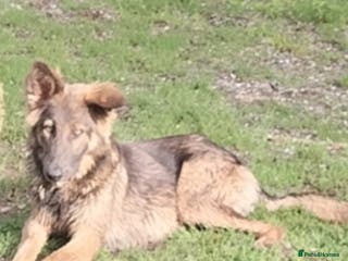 German Shepherd dogs German Shepherd girl - Advert 7