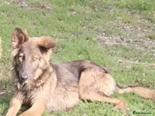 German Shepherd dogs German Shepherd girl - Advert 9